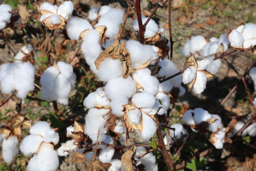 Closeup of defoliated cotton.